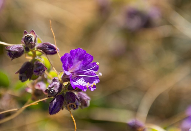 Flores, Campo, Hermosas Flores