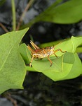 grasshopper, lubber, wildlife