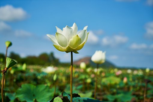 개인 사채 빚 독촉 회생 신청 료2