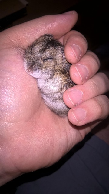 Hamster, Animal, Pequeno, Focinho