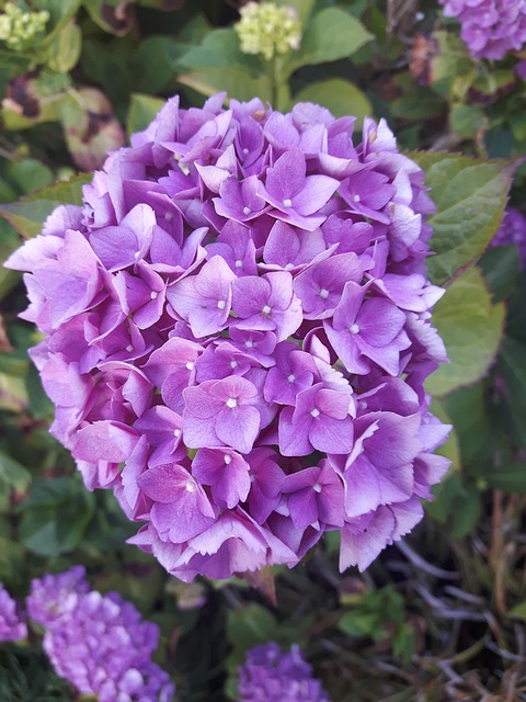 Free Hydrangea Blossom photo and picture