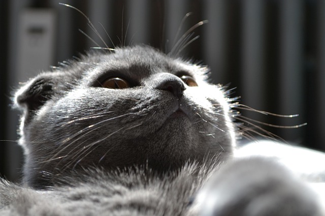 Free Cat Kitten photo and picture