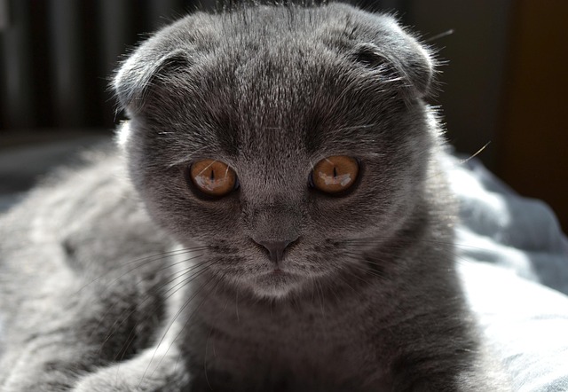 Free Cat Kitten photo and picture
