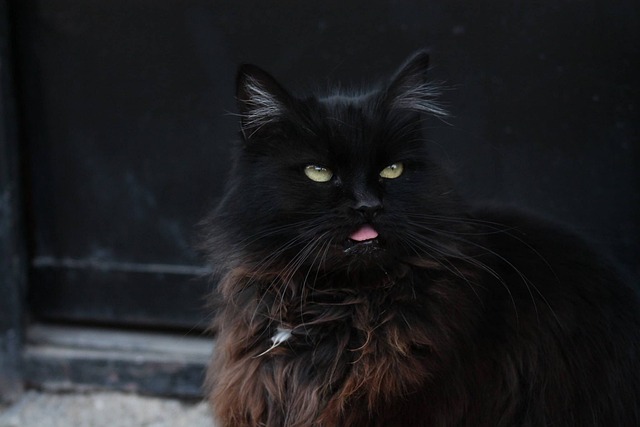Kat, Kæledyr, Dyr, Sort
