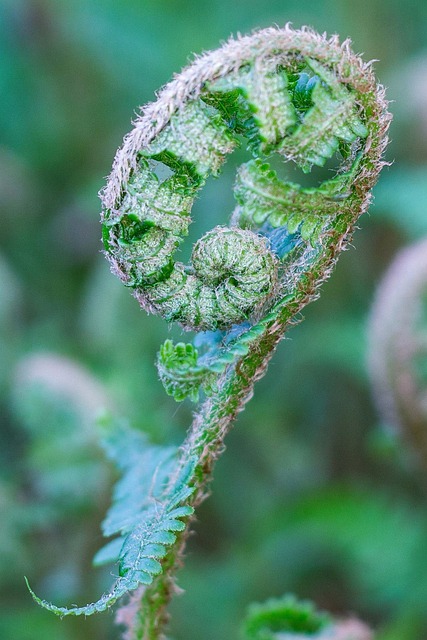 Bregne, Fern, Athyrium Filix-Femina