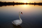 swan, sunset, water