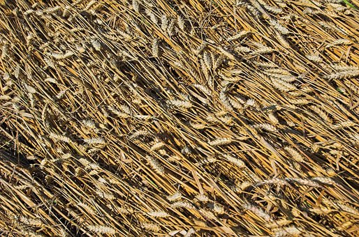 Trigo, Grão, Campo, Grãos, Agricultura