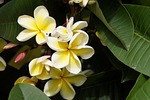 frangipani, temple tree, plumeria