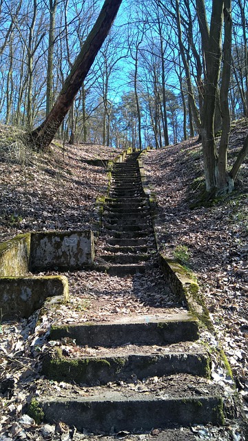 Floresta, Escadas, Velho, Arvores