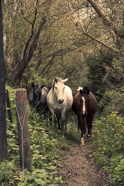 Caballos, Caballo, Horse, Animales