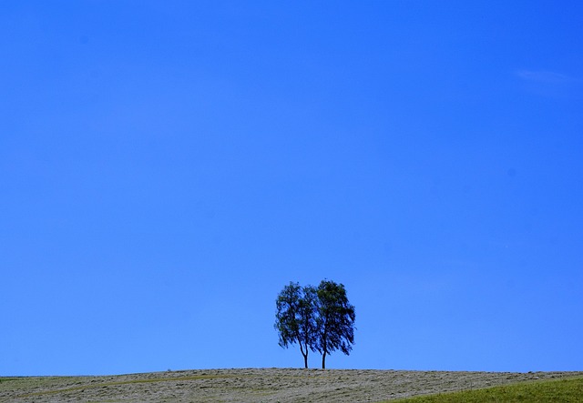 Free Tree Meadow photo and picture