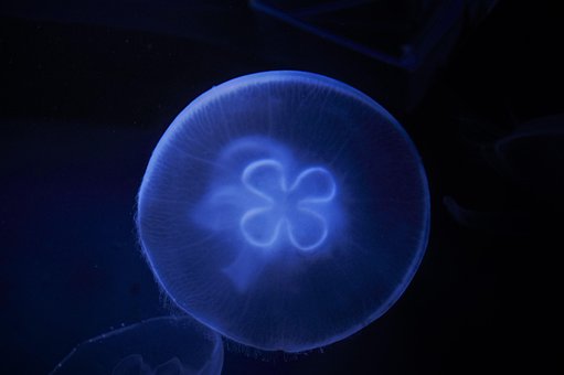 Free Jellyfish Zoo photo and picture