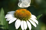 flowers, butterfly, afternoon