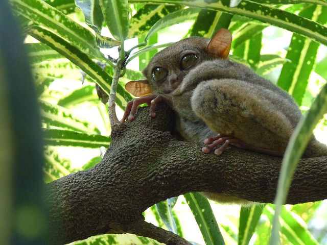 3以上の無料tarsier ボホール画像