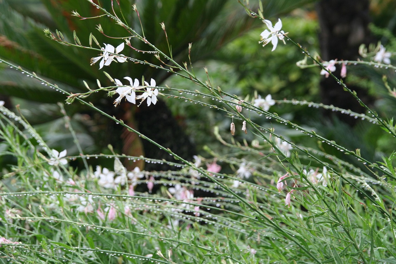 Le Jardin De La Goutte D'eau