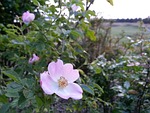 wild rose, briar, eglantine