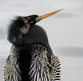 Free Anhinga Portrait photo and picture