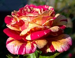 rose, macro, close
