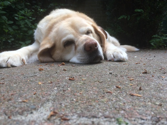 Free Old Dog Labrador photo and picture