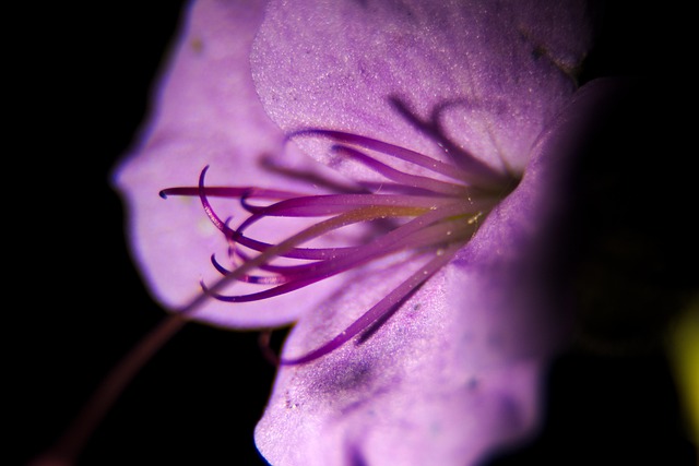 Free Flower Beautiful Flowers photo and picture