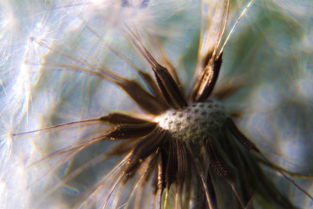 Free Dandelion Macro photo and picture