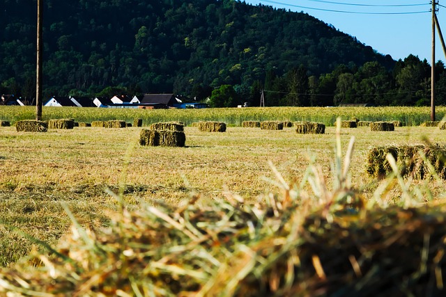 Free Field Hay Bales photo and picture