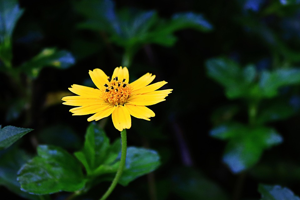 flowers nature flower the rainy free photo on pixabay