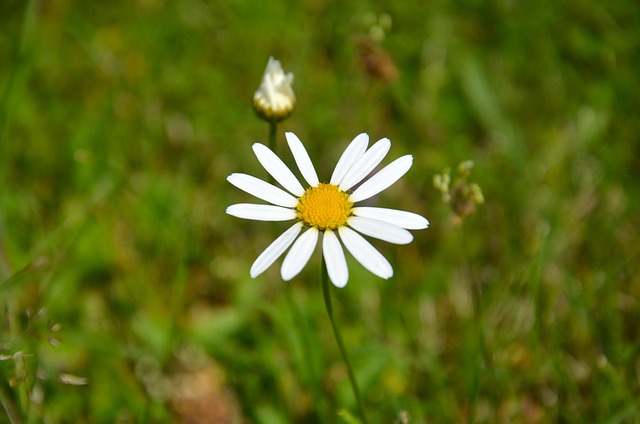 Blomst, Tusindfryd, Eng, Blomstre