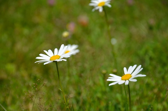 Blomst, Tusindfryd, Eng, Smukke Blomster