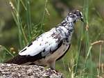 paloma, vol catalan colom, pigeon racing
