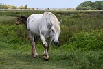 horse, white, marsh