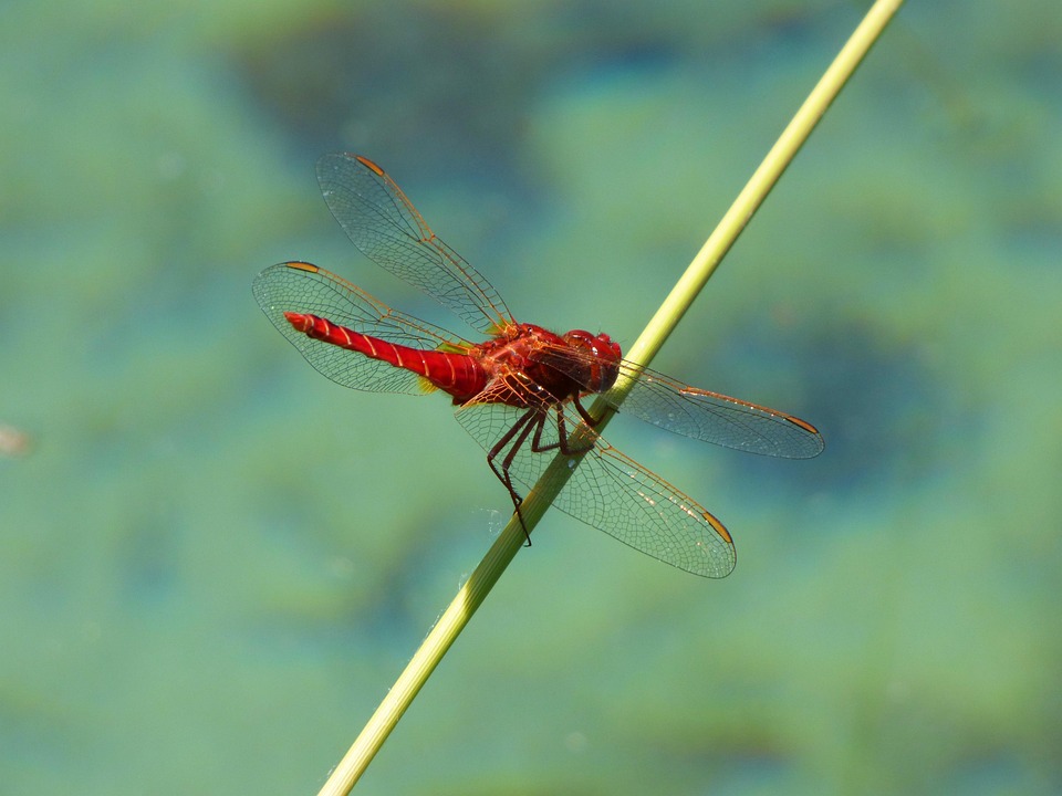 Red Dragonfly Branch Wetland - Free photo on Pixabay