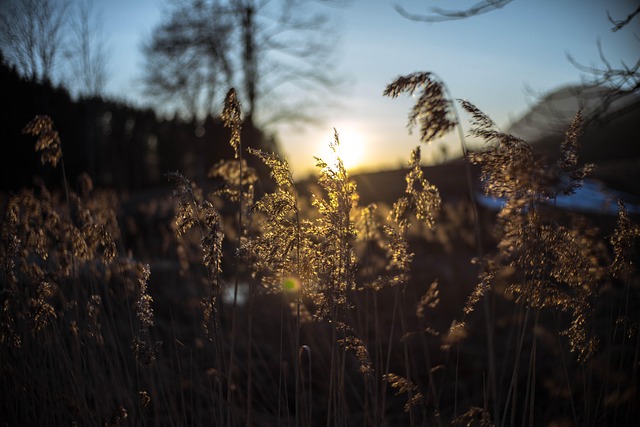 Free Sunset Nature photo and picture