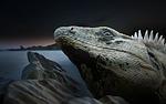 iguana, reptile, lizard