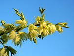 flower, blossom, bloom