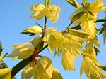 flower, blossom, bloom