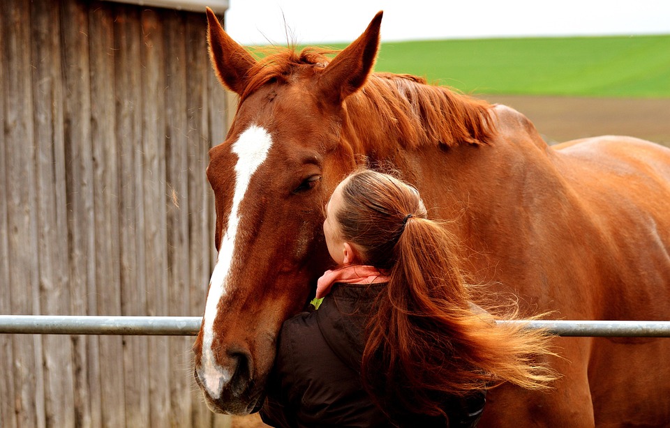 Love For Animals, Friendship, Horse Love, Connectedness