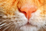cat, puss, cat nose