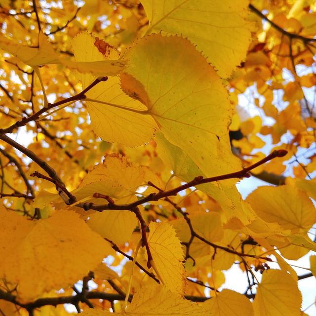 Free Leaves Autumn photo and picture