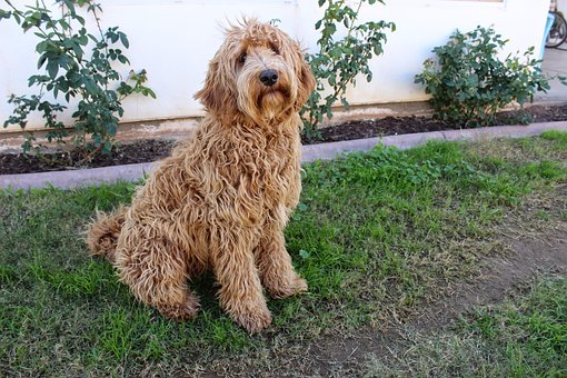 Free Labradoodle Lab photo and picture