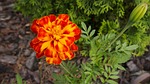 marigold, flower, flowers