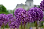 flowers, purple, about