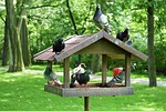 the dovecote, park, birds