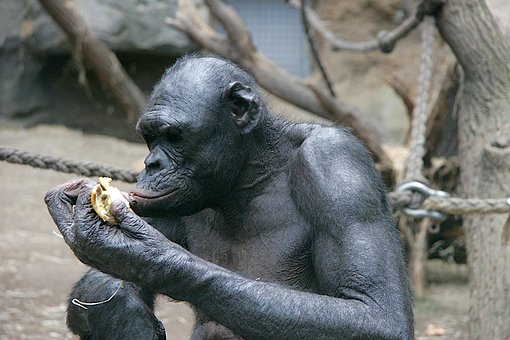 Free Ape Break photo and picture