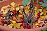 butterfly, owl butterfly, edelfalter