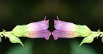 belladonna, nature, toxic