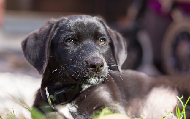 Free Puppy Dog photo and picture