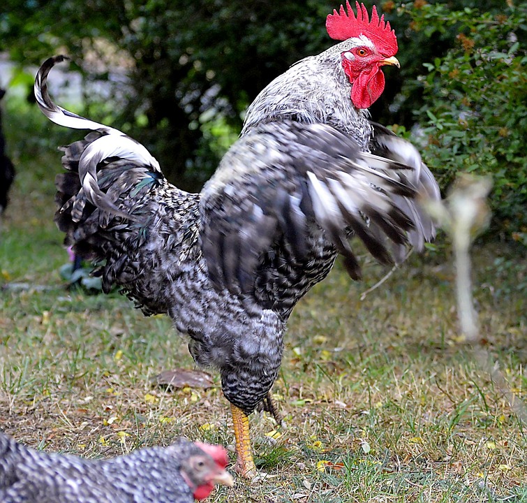 veľké kohúty na muža