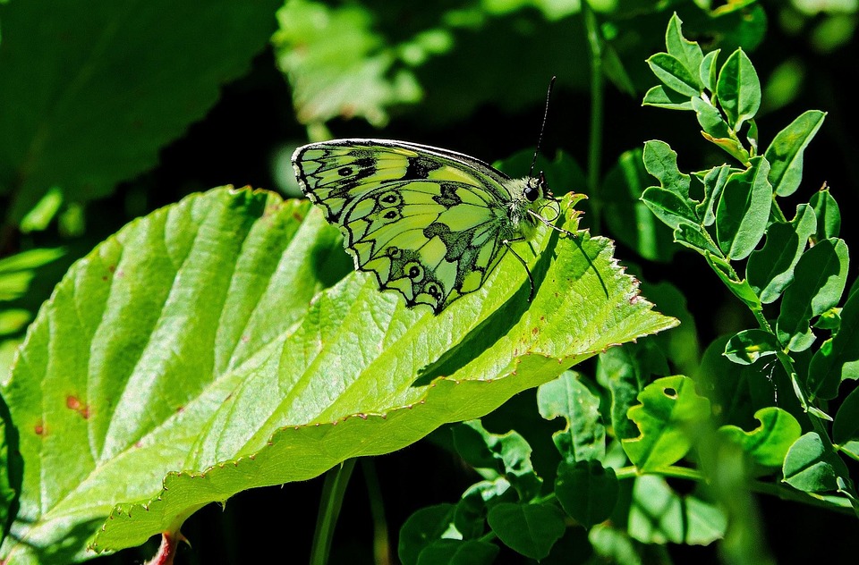 Opciones binarias de mariposa de hierro