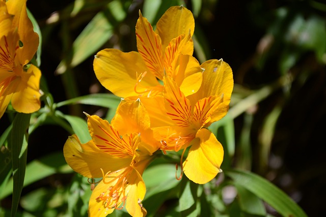 Free Flower Yellow photo and picture